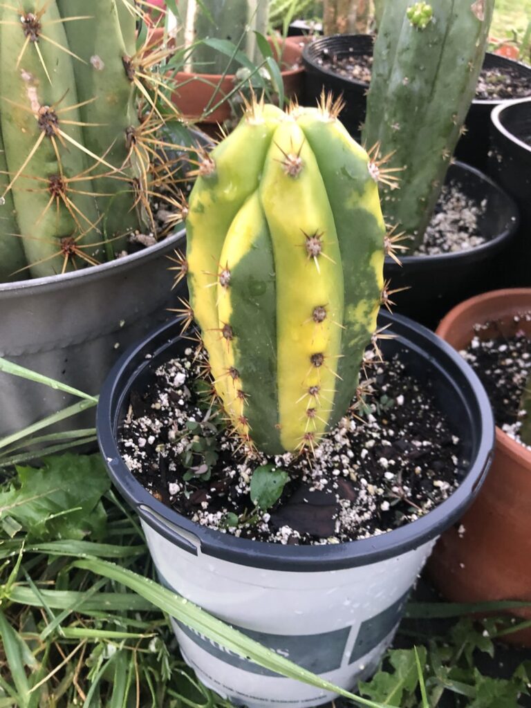 Photos from my garden