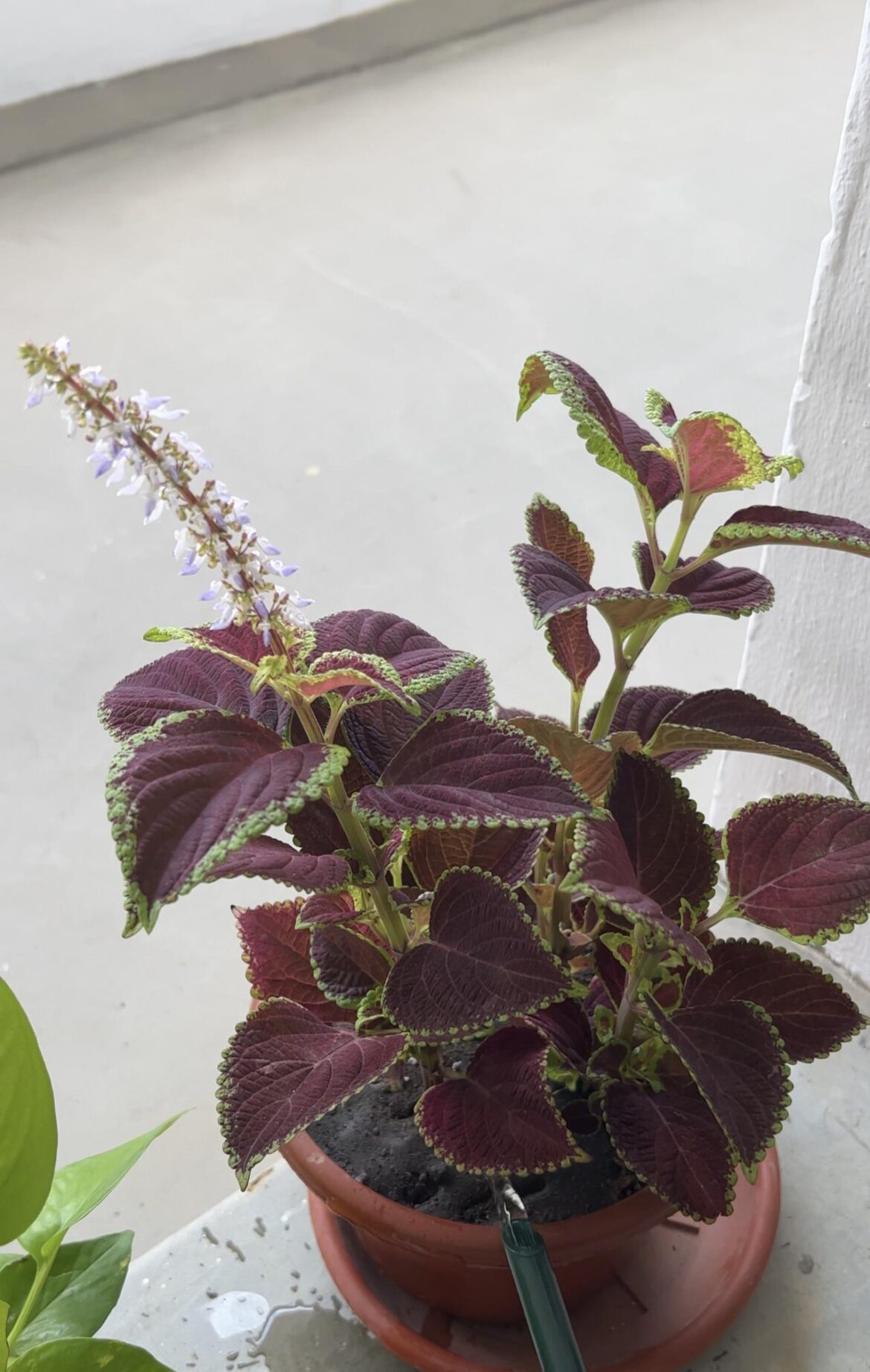 Soil question! Hi guys, may I ask why when I’m watering my plant, the water tends to stick to the top? How can I fix it?