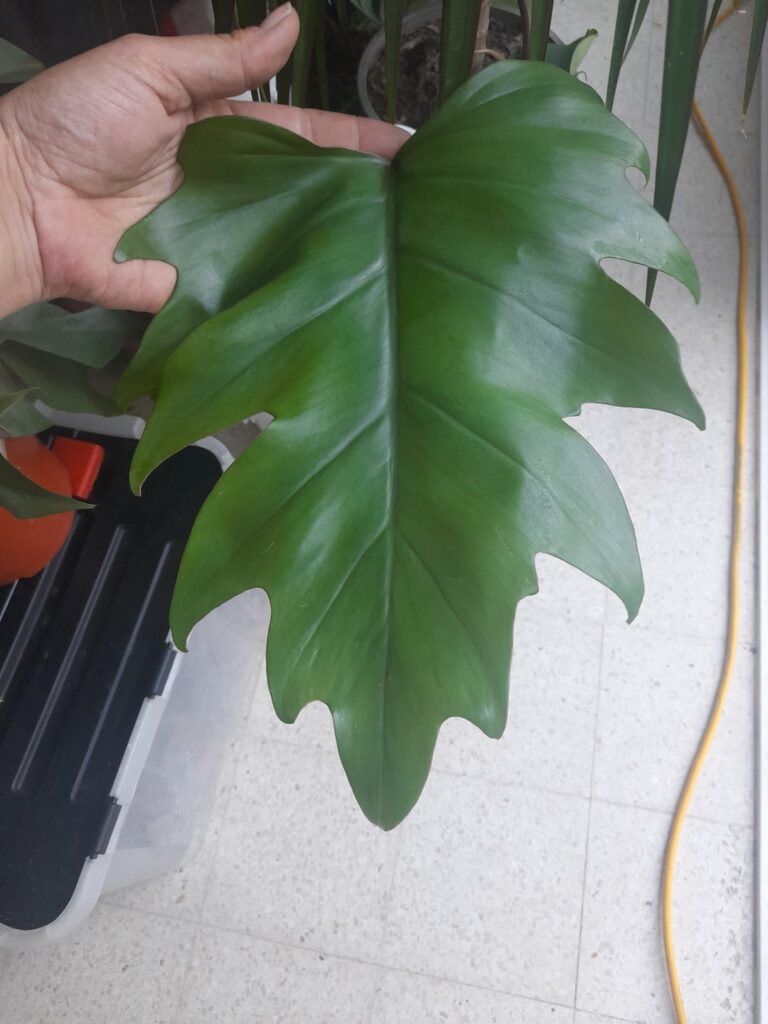 Found another philodendron