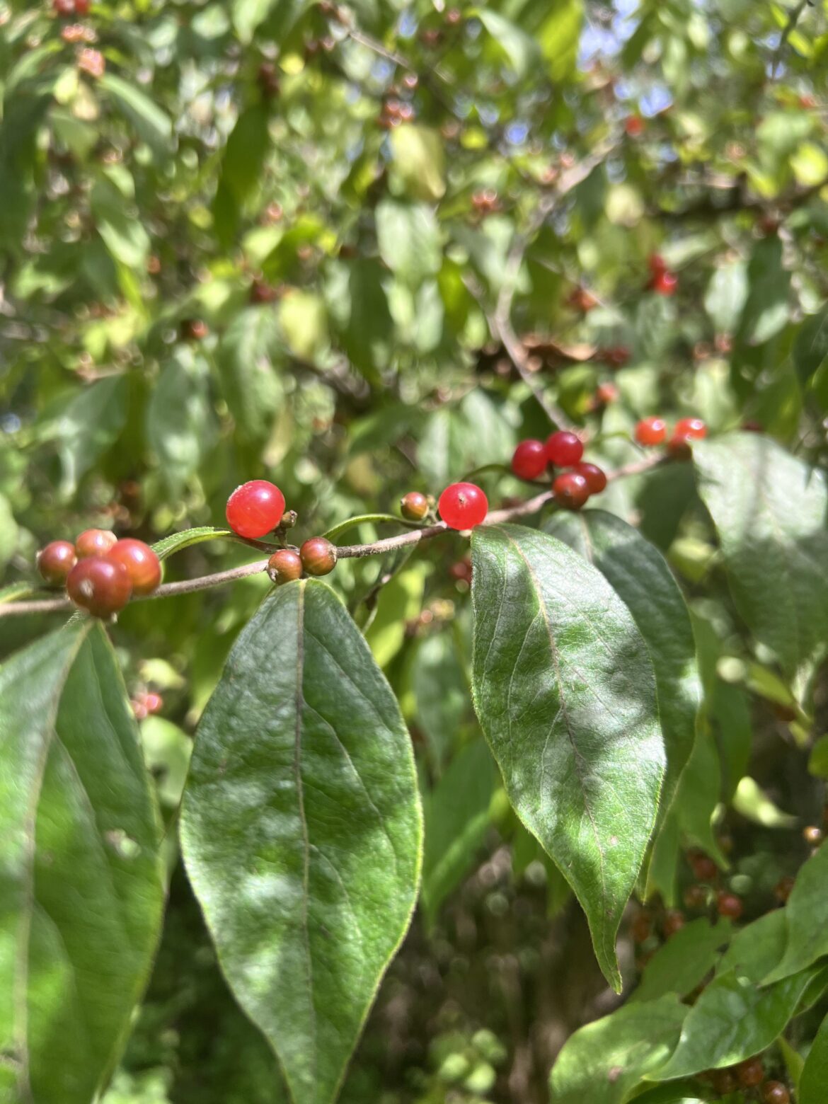 Autumn olive? Eastern PA
