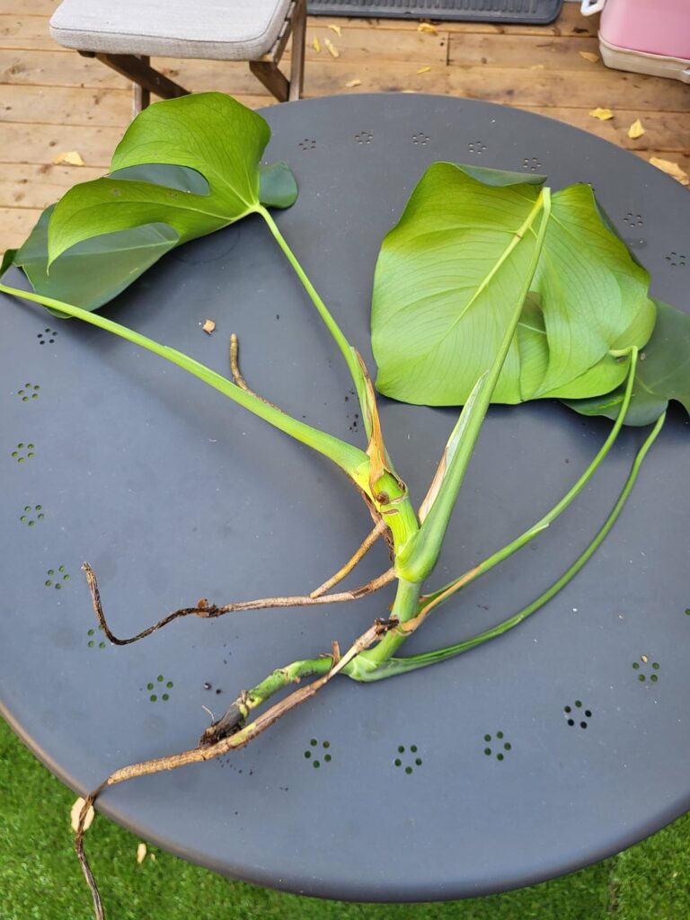 Monsters- big chunk was just sitting on top - repot or put in water?