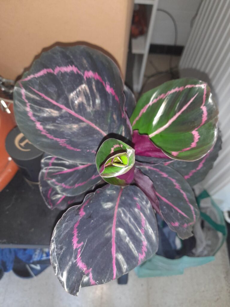 Hiya, would anyone know the exact names of these 10 calatheas?
