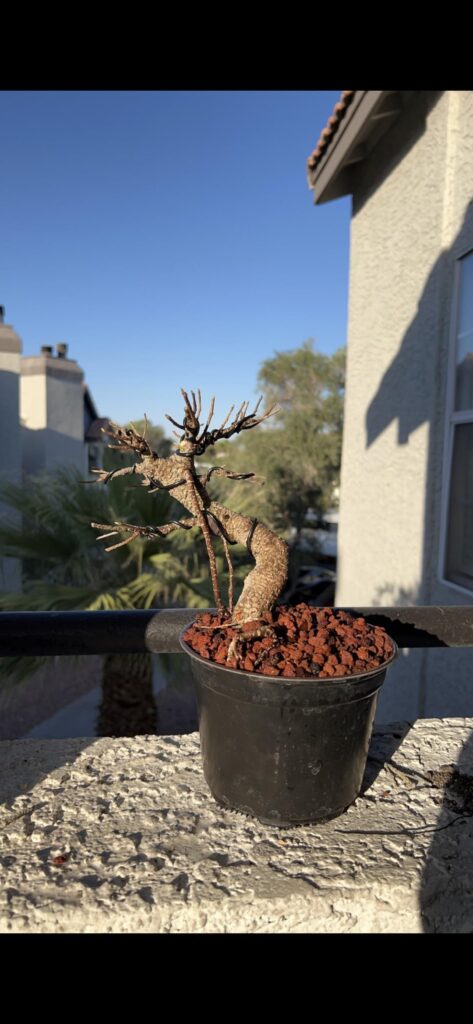 Ficus recovery