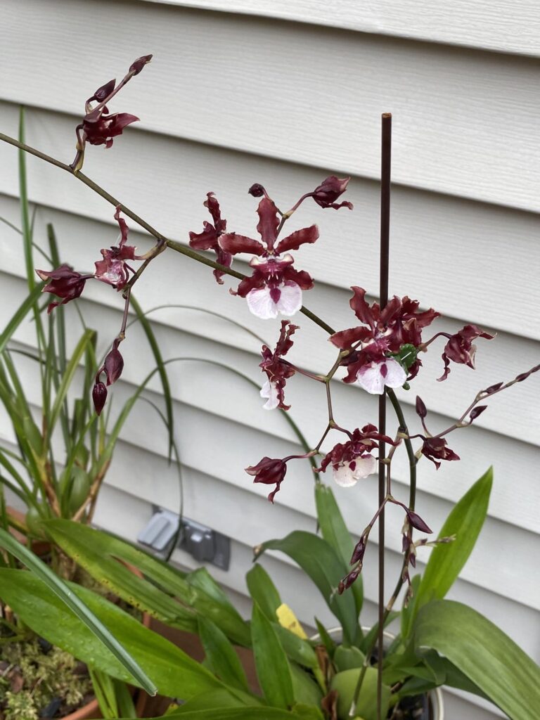 Sharry Baby with the 30 inch spike has bloomed!