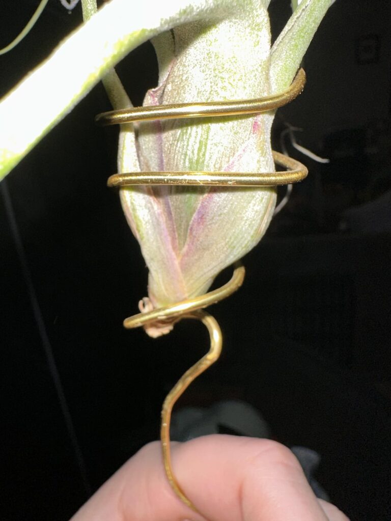 Is the purpling a sign of rot?