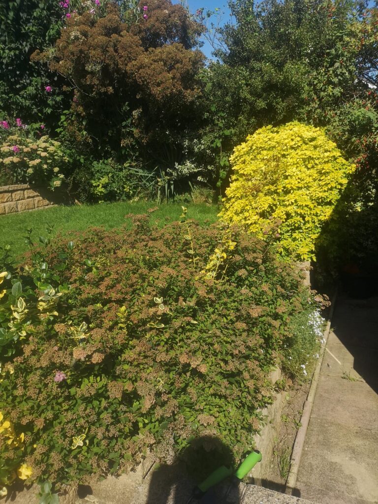 Advice on my garden please!