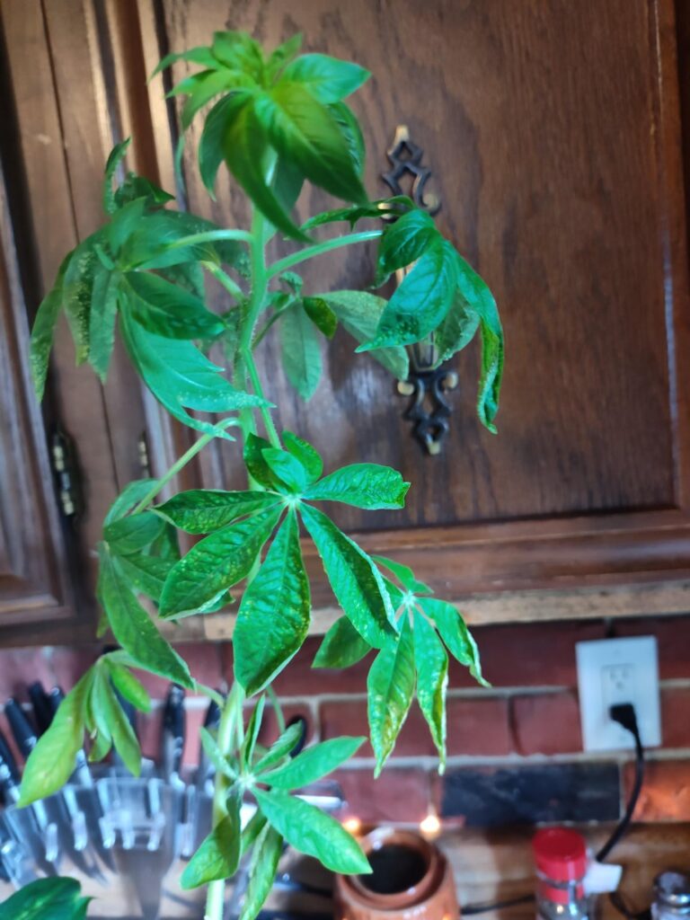 What in the fake Mary Jane is this?