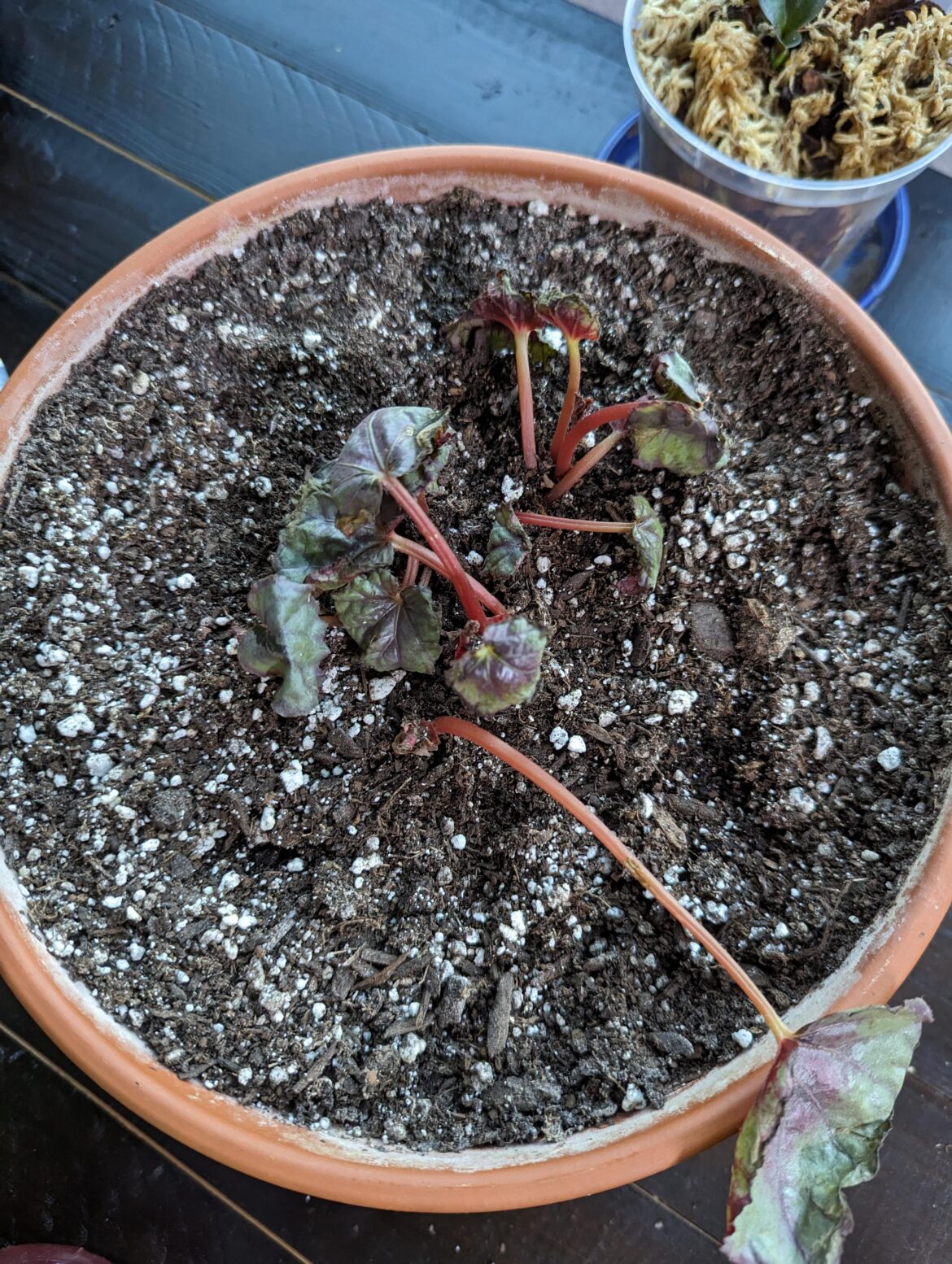 Is my rex begonia too far gone? 🥲