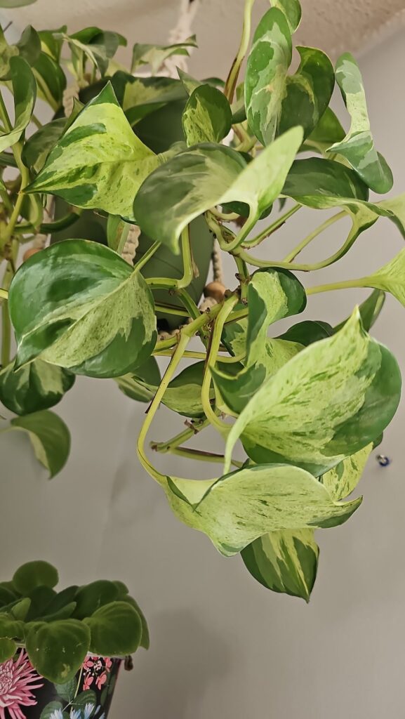 Given to me years ago with no id