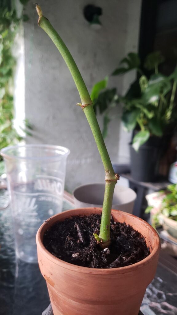 Bought this Begonia Maculata with one leaf on it, I repotted after the leaf browned and died off--how do I save this? Should I leave it alone? The new shoots were growing but the sheathes also browned a few days ago, but it looks like there are new shoots growing from these points.. Thoughts? Pls :(
