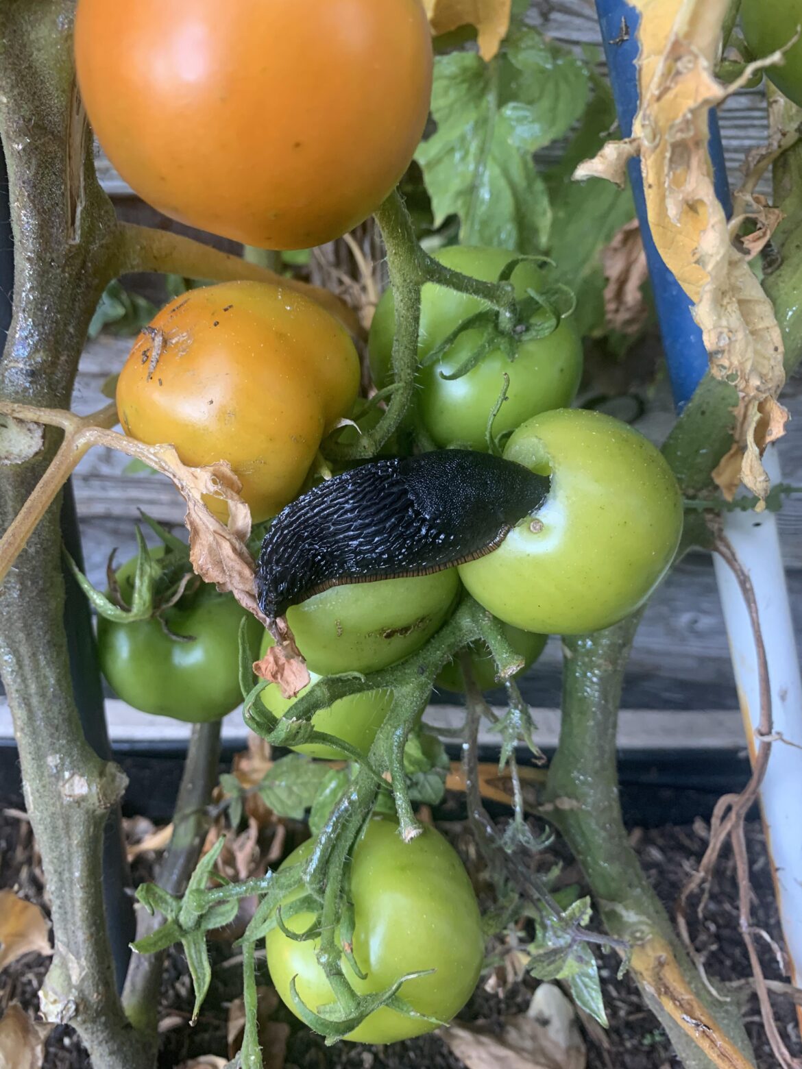 I’m assuming this fat bar steward has been the one hollowing out my only non blighted tomatoes.