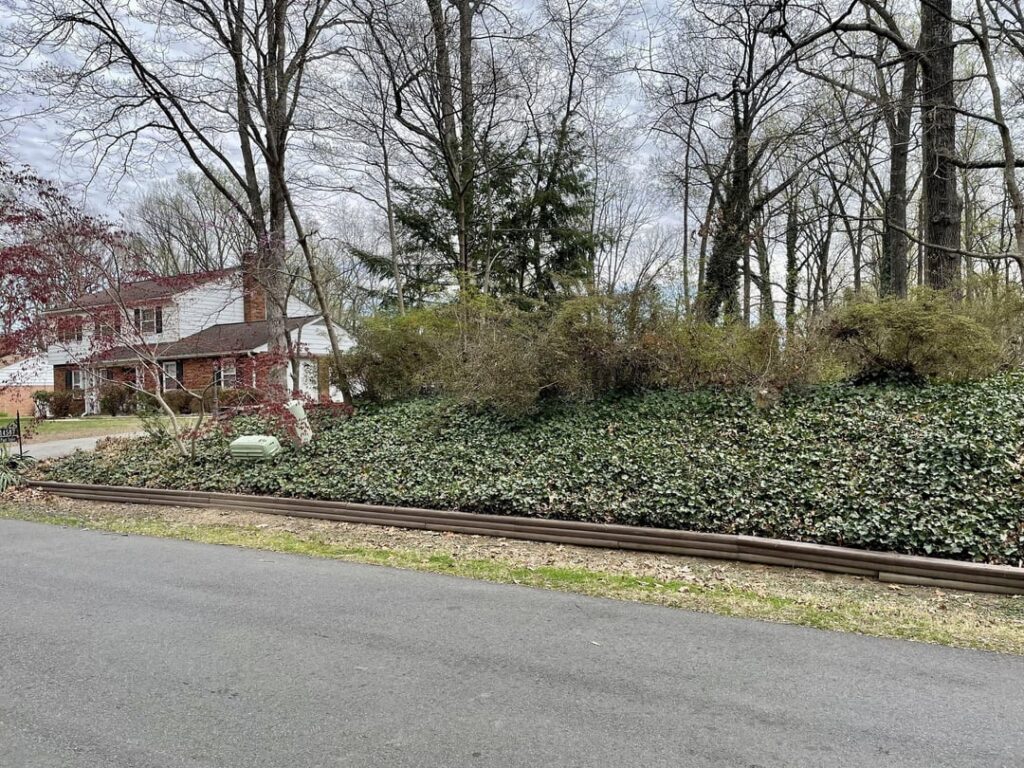Crosspost from r/landscaping - English Ivy removal - before and after. Spent 66+ hours removing English Ivy that had taken over 1/4 acre of my property. Replaced with native plants to benefit pollinators and wildlife. Looking forward to watching the native plants thrive, worth every bit of effort!