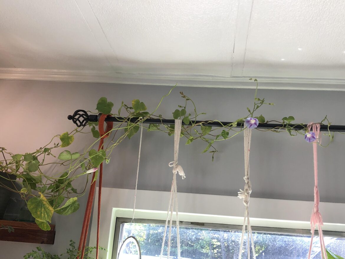 Anyone else ever grow morning glory along the curtain rods or just me?