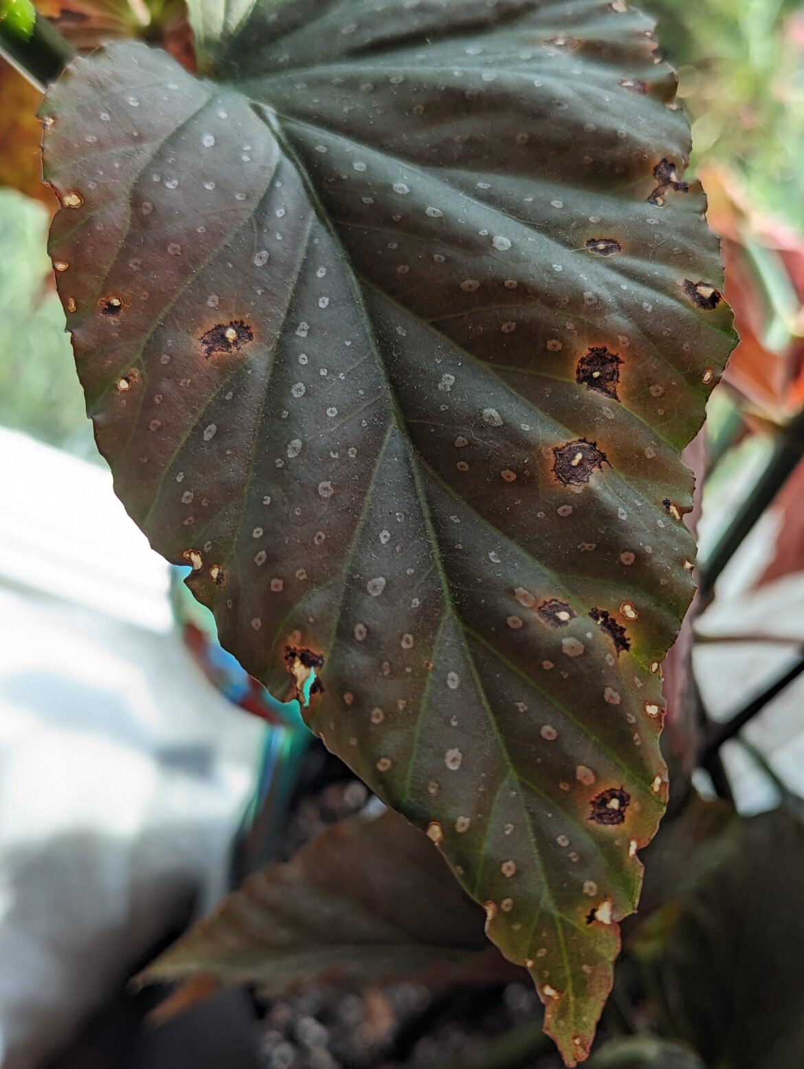 What are these spots on my angel wing begonia leaves? (X-post from plantclinic)