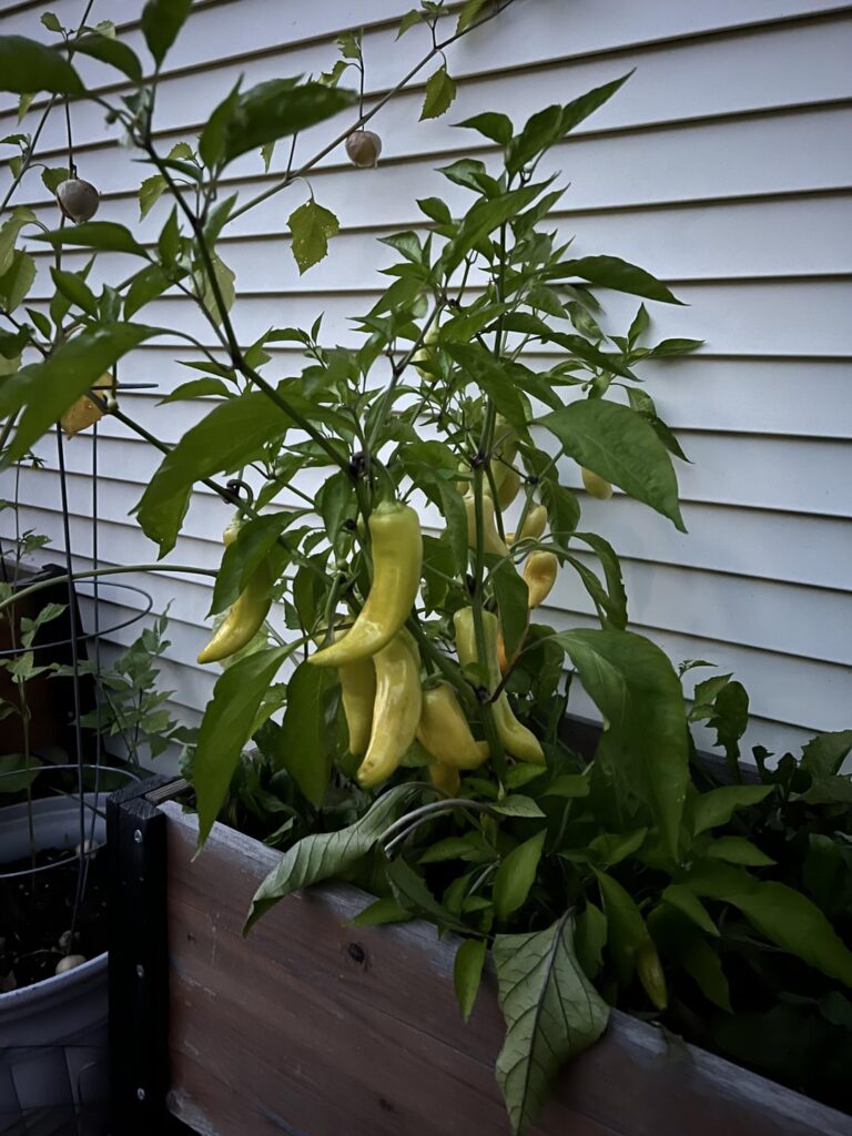 I was under the assumption that these were jalapeños when I bought the seeds but they don’t really like like jalapeño peppers