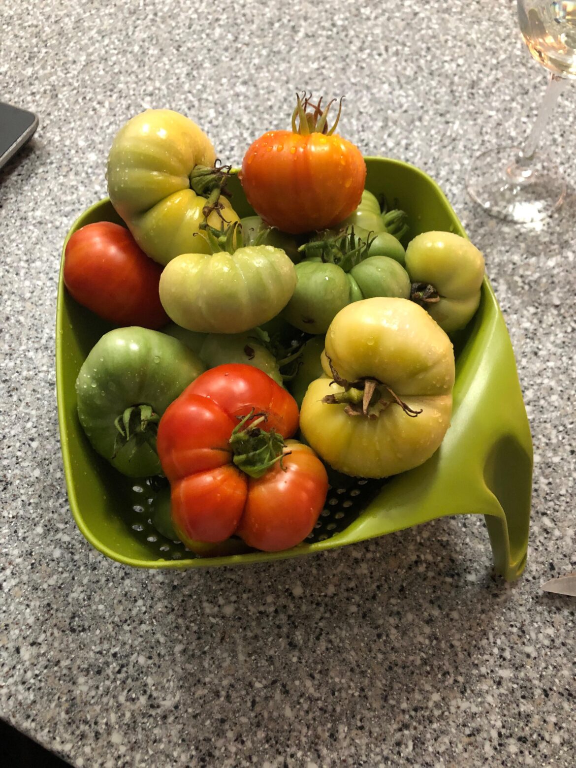 Last tomato harvest