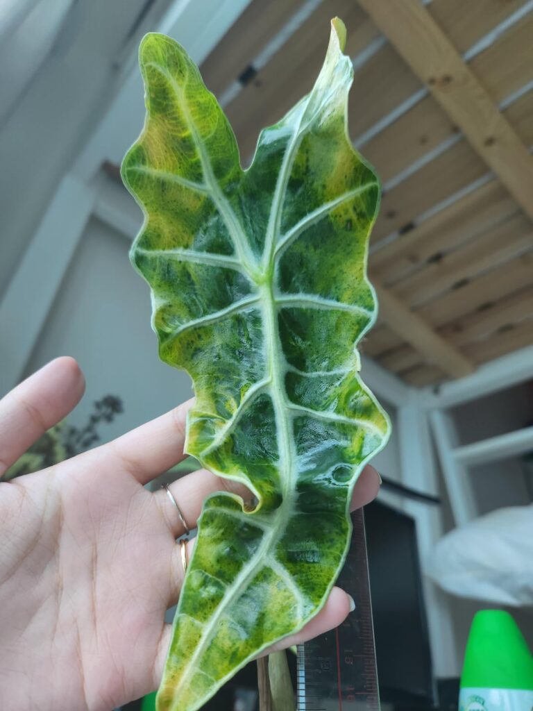 Please help 😭 I've lost so many leaves since I got her