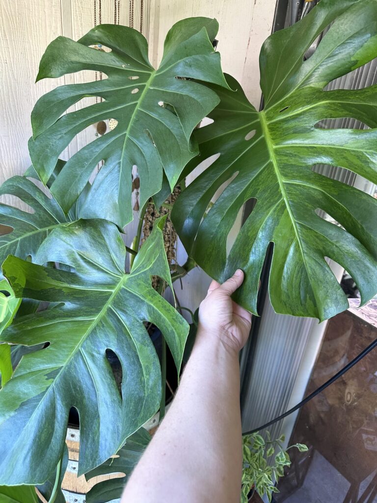 Sport Variegated Monstera