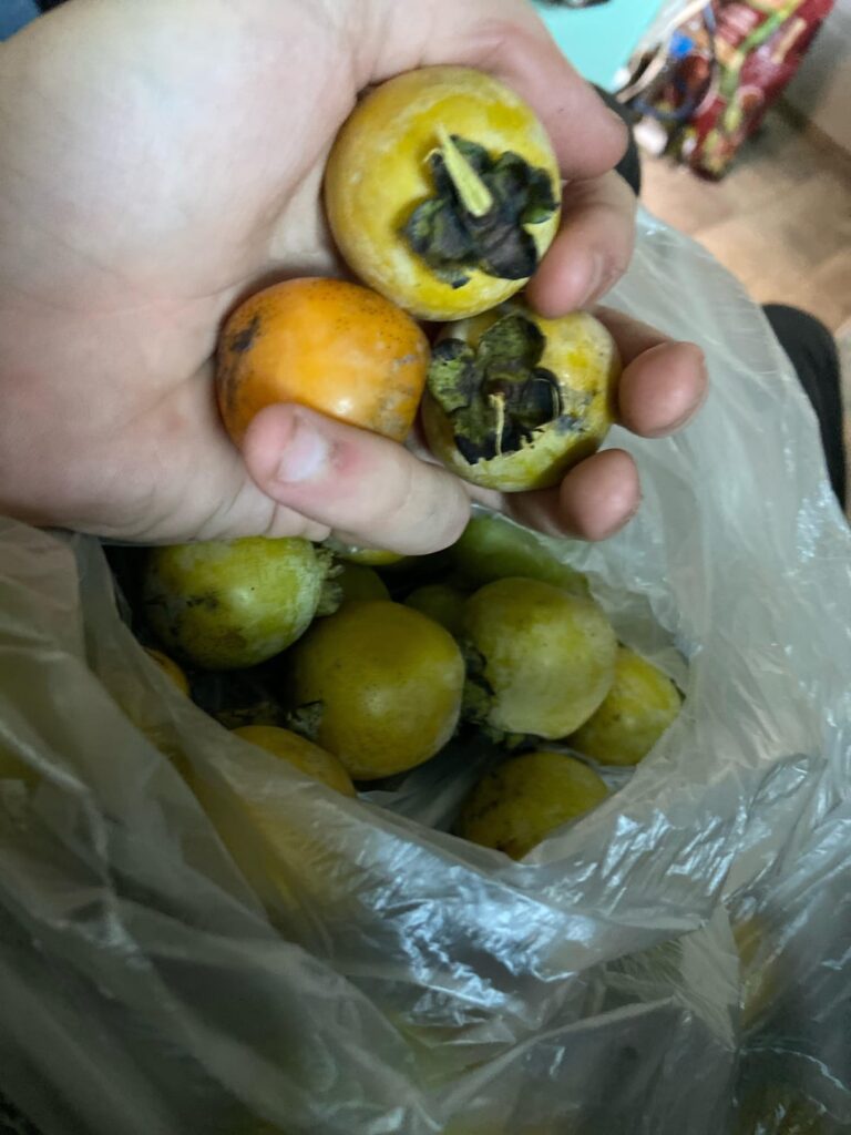 Does any smart Redditor know what this tree is?