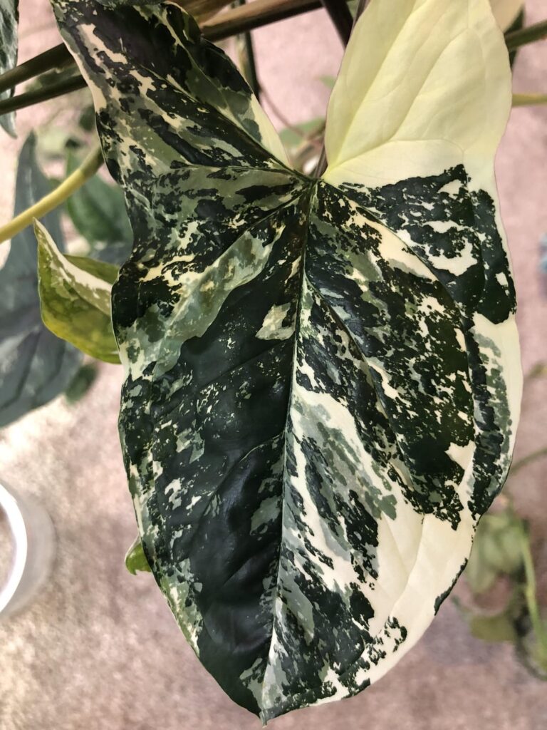 Pretty Syngonium albo leaves