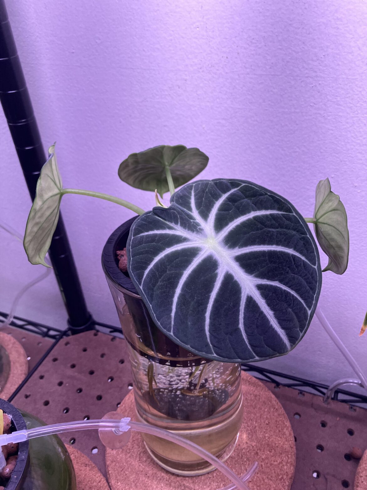 Go ninja, go! New leaf is stunning.