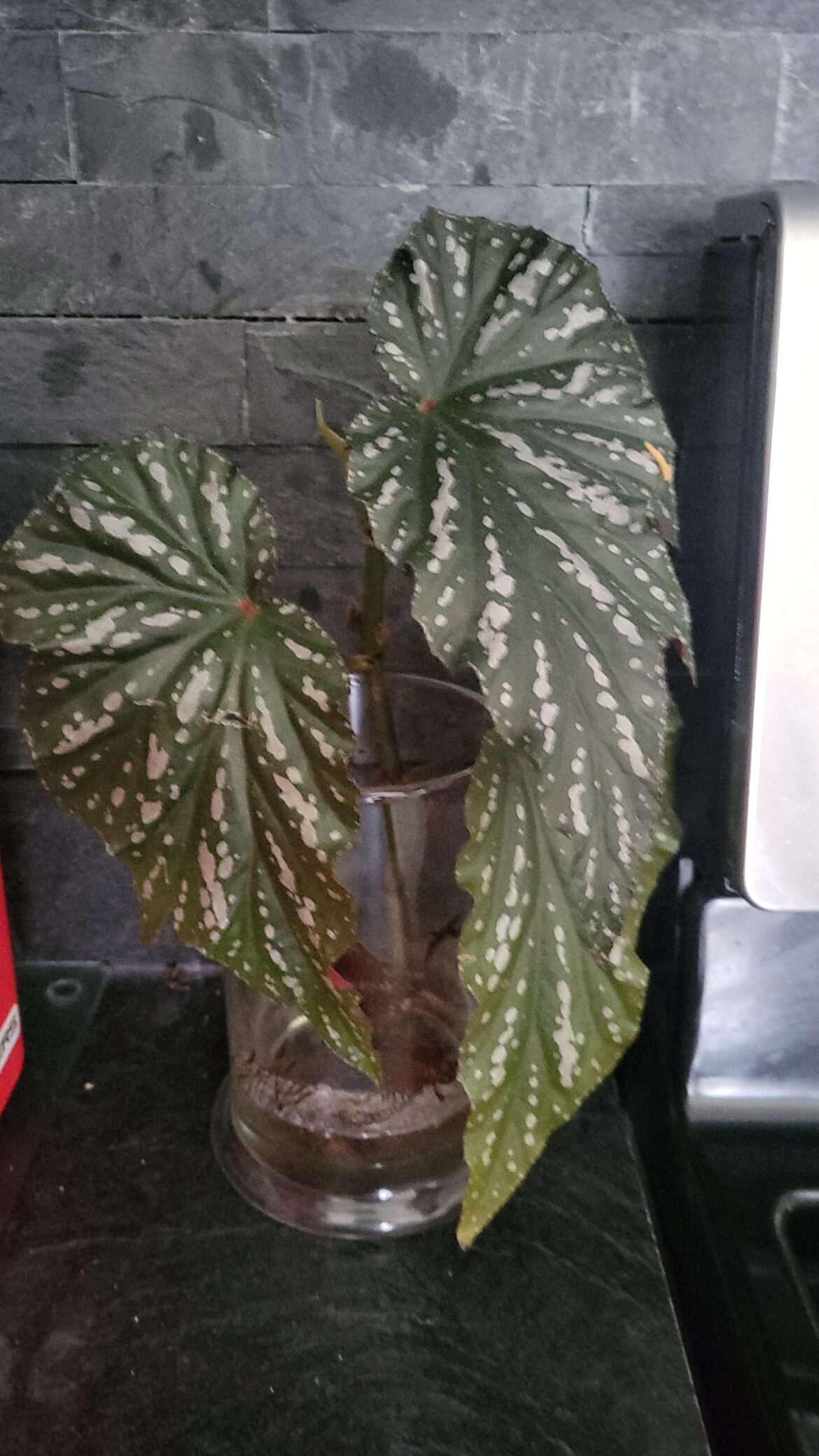 Some type of cane begonia