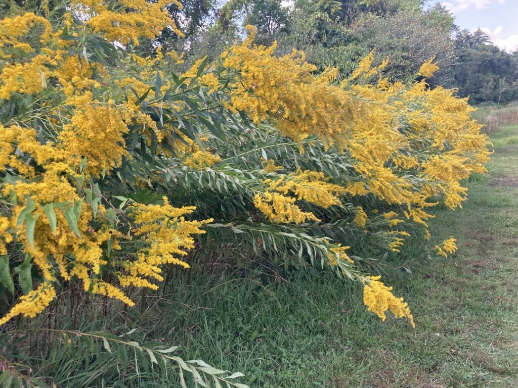 Took a nice walk at a conservation area up the road today (NH, USA)