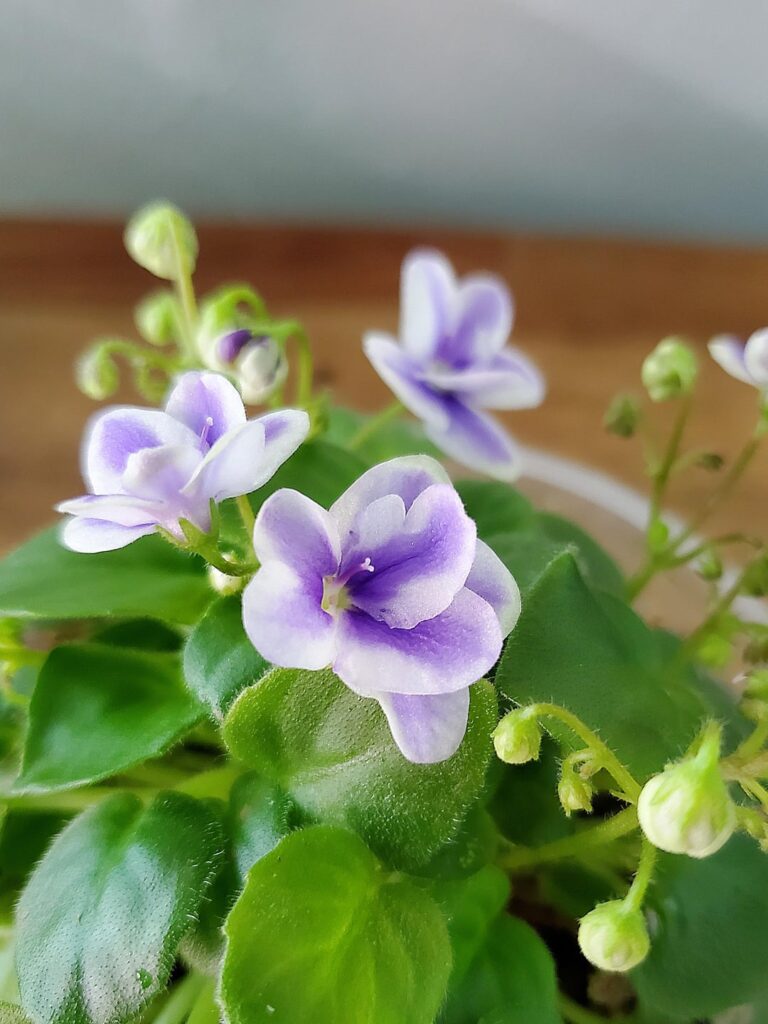 ND-Kristall about to put on a show! (Chimera trailer)