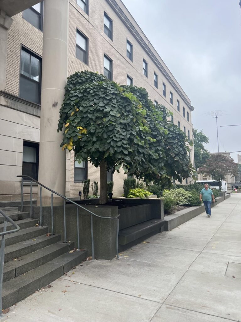 What is this cool tree