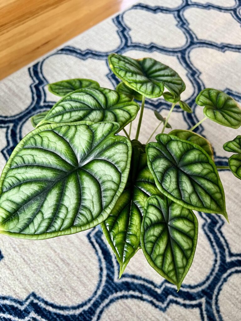 Same Alocasia, Different Color