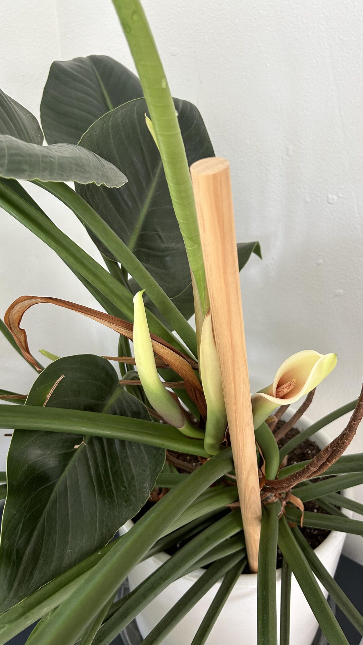 Is my green Congo flowering?