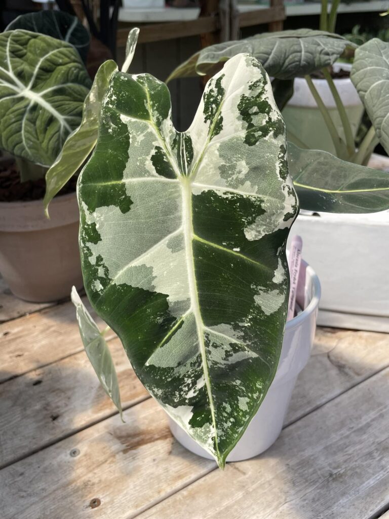 Variegated Frydeks at a local place 😍😍😍