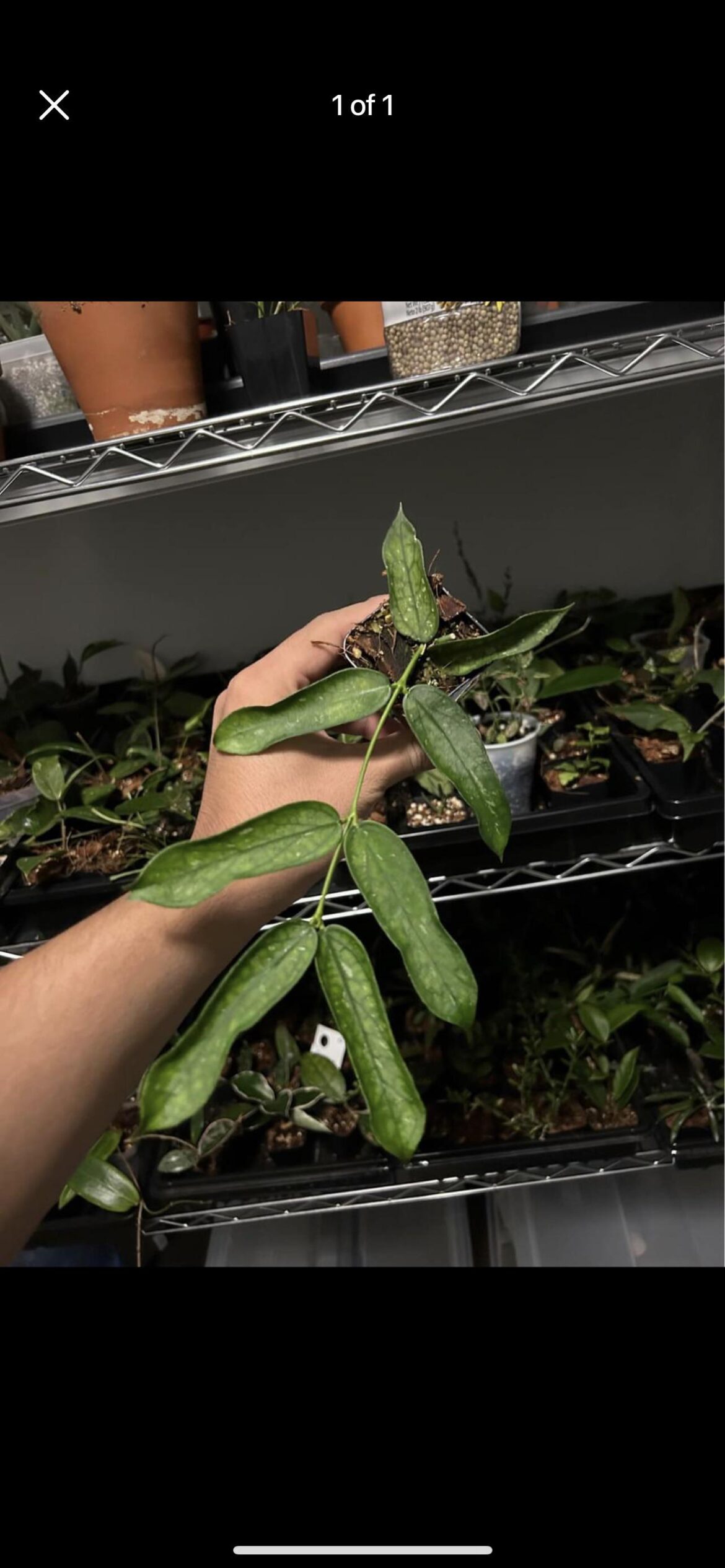 New baby I’m picking up on Sunday!