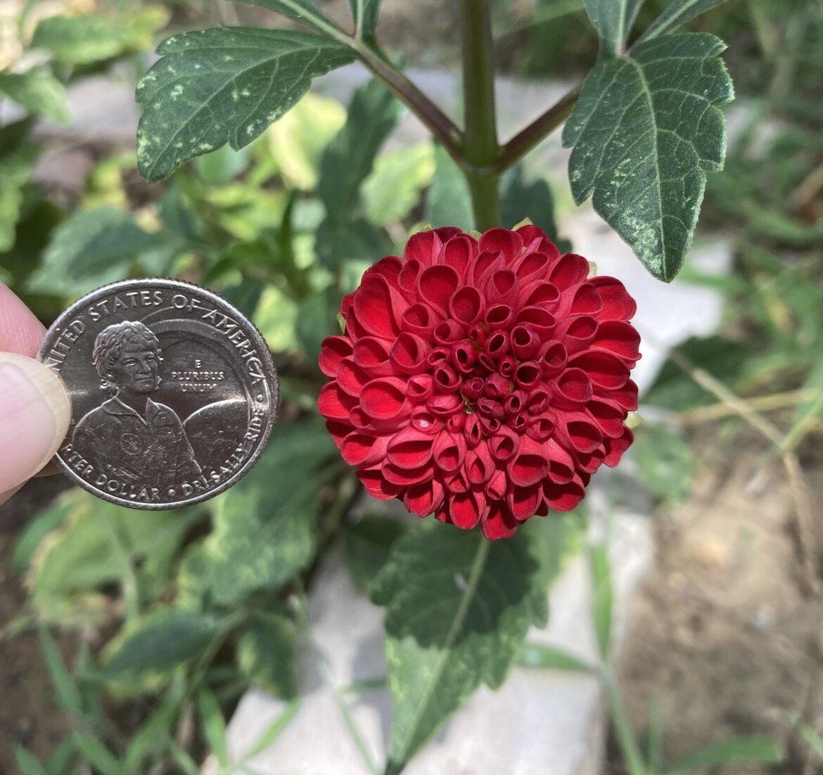 My tiny dahlia