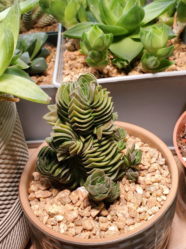 One of my absolute favorite succulents