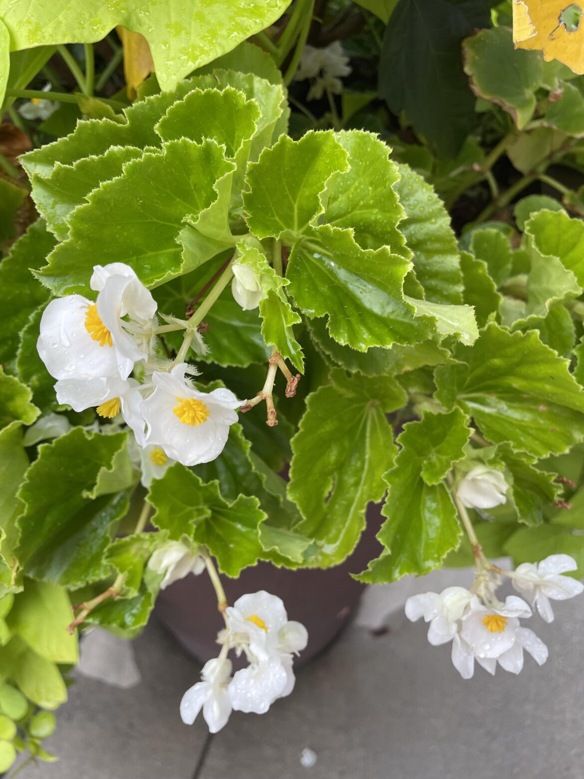 Anyone know the variety name