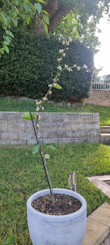 Constant flowering and lost most leaves Constant flowering and lost most leaves