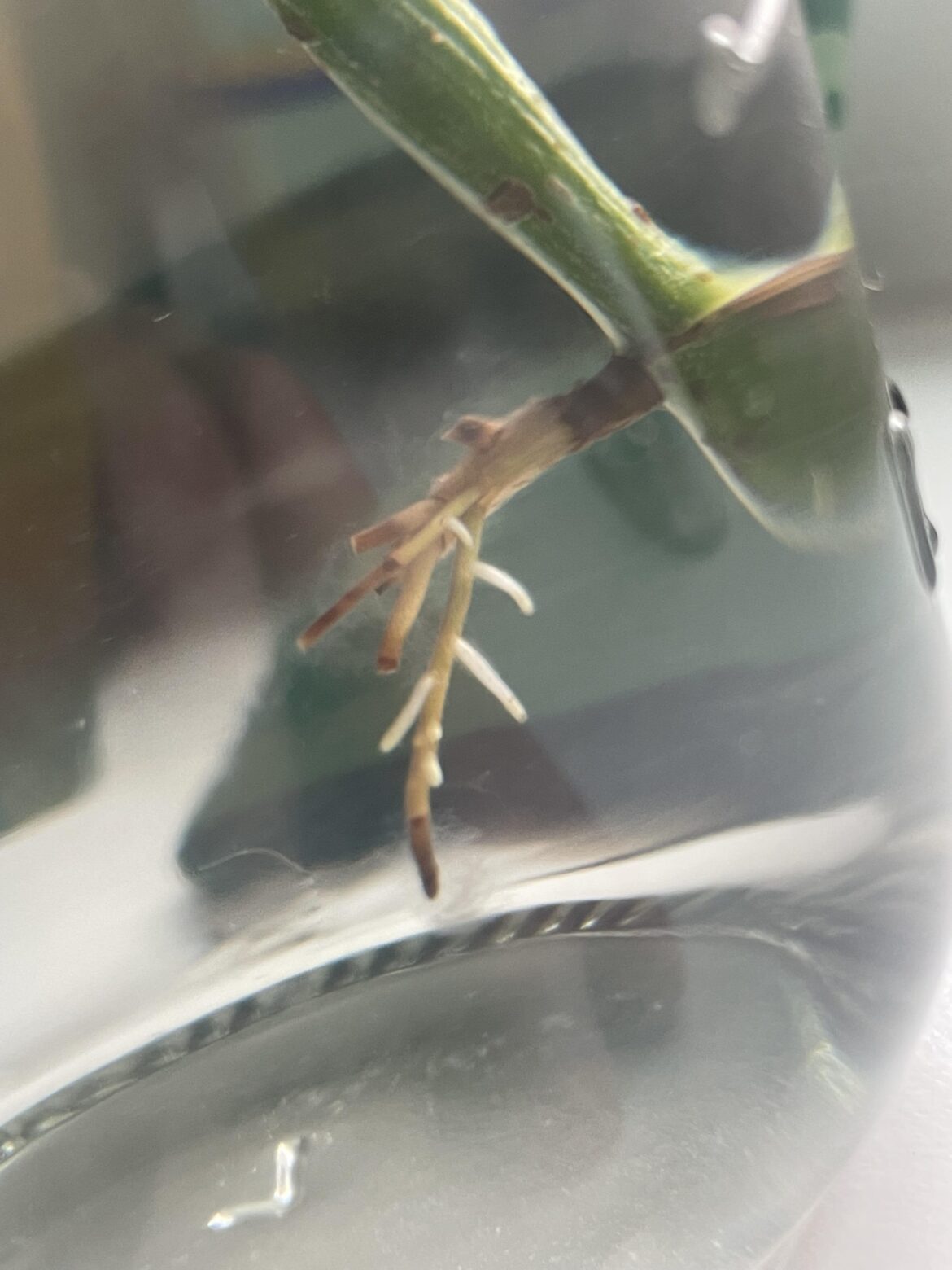 First time trying to propagate, needing advice First time trying to propagate, needing advice