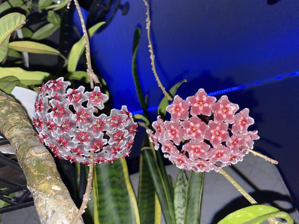 Hoya pubicalyx royal hawaiian bloom