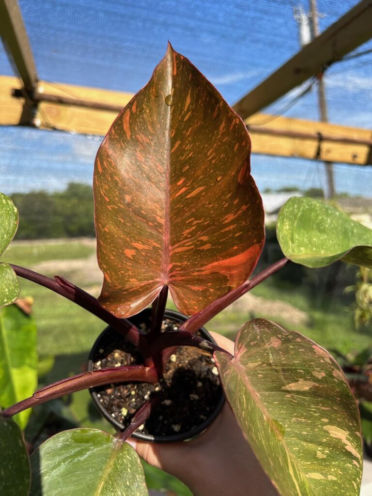 Can anyone identify this plant?