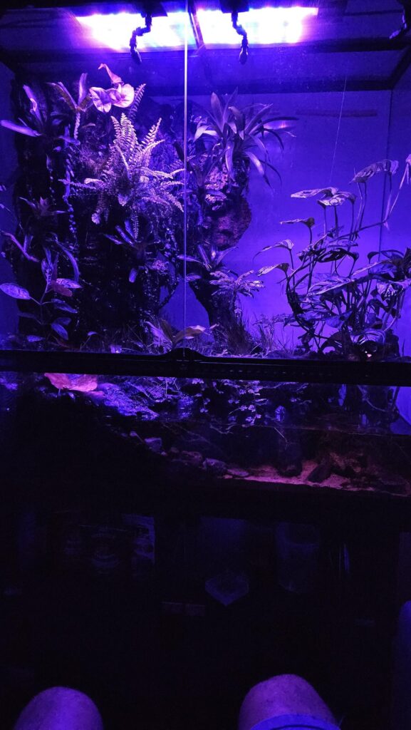 paludarium update after 4 months