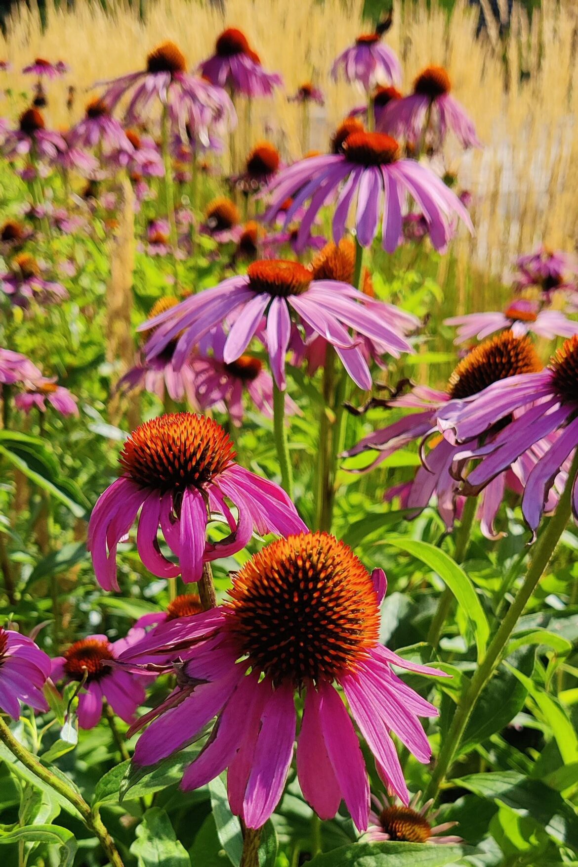 Purple Coneflower 🌸