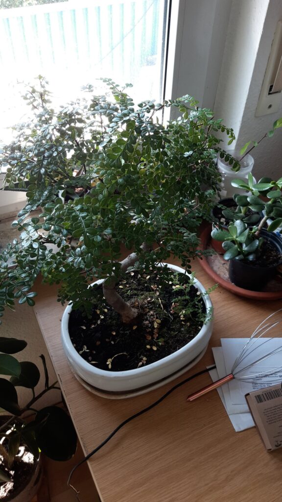 Yellowing leaves on my chinese pepper