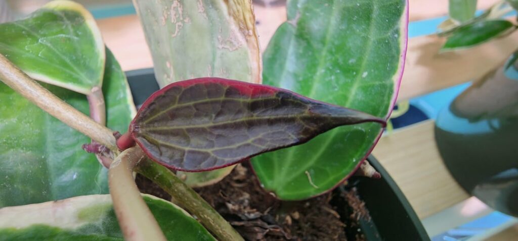 Y'all didn't tell me the leaves did this