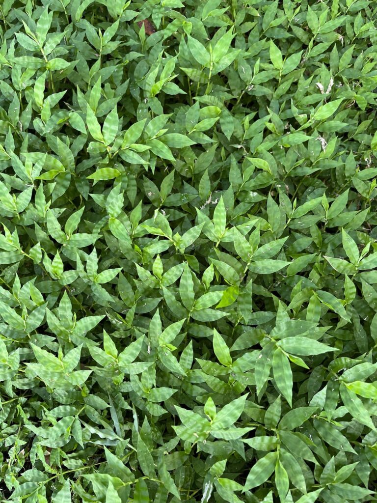 What is this horrible thing?