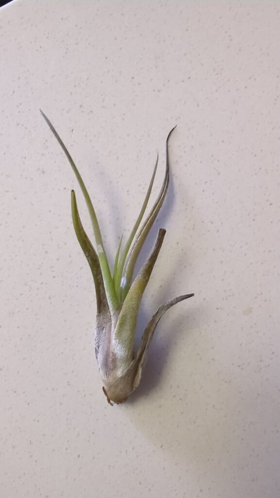 Its looking sick. How can I revive it?