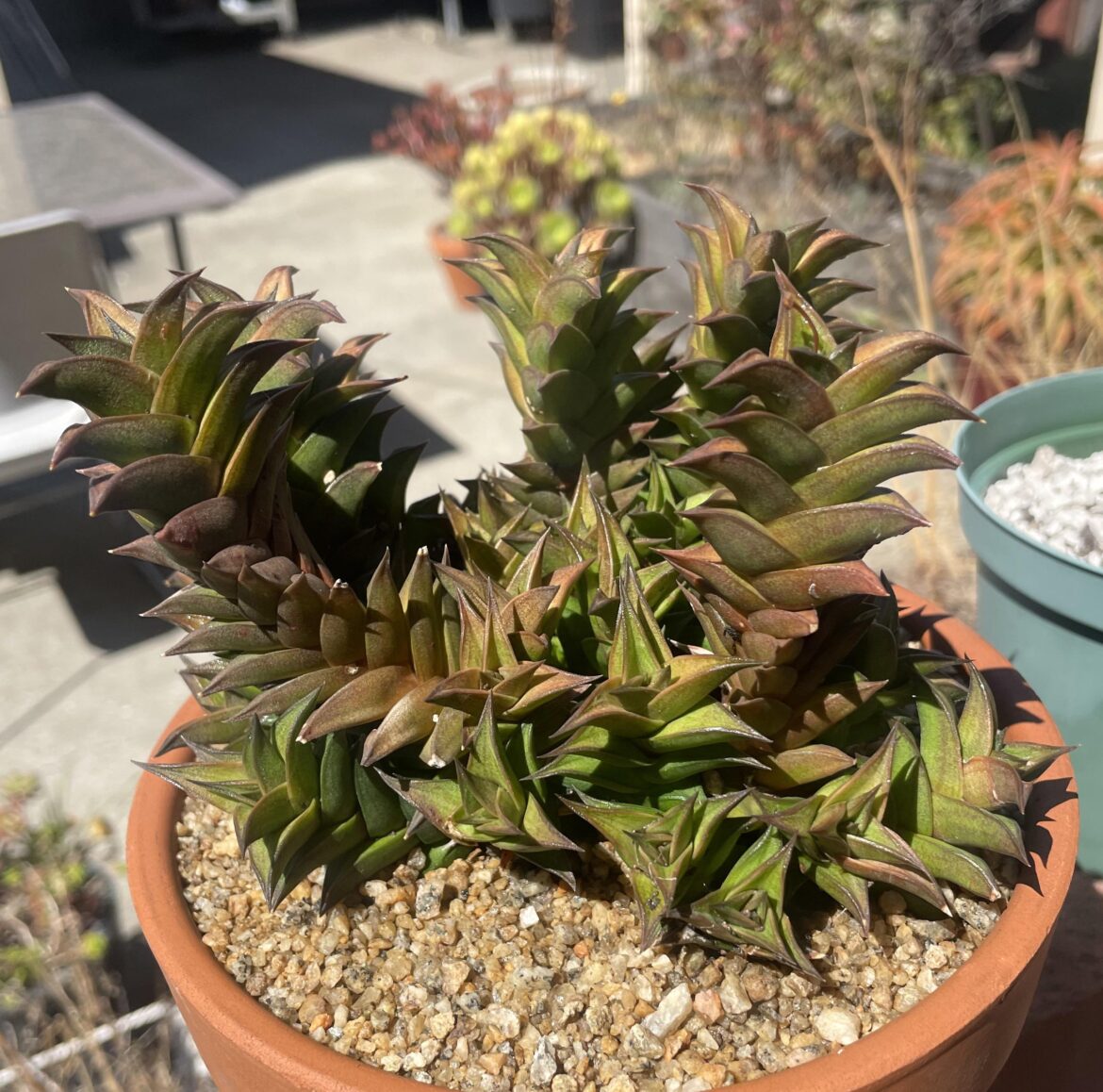 Viscosa freshly repotted