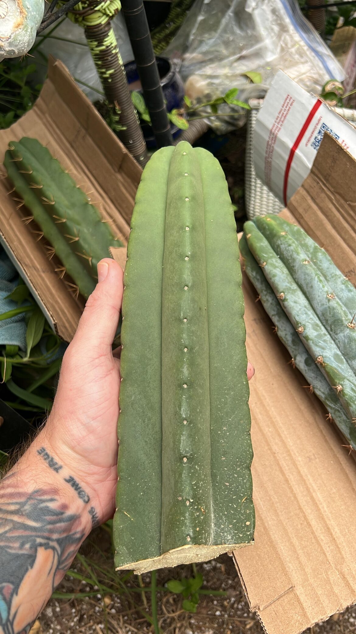 Scop Cv Glass (with jn11 and Godchaux photobombing)