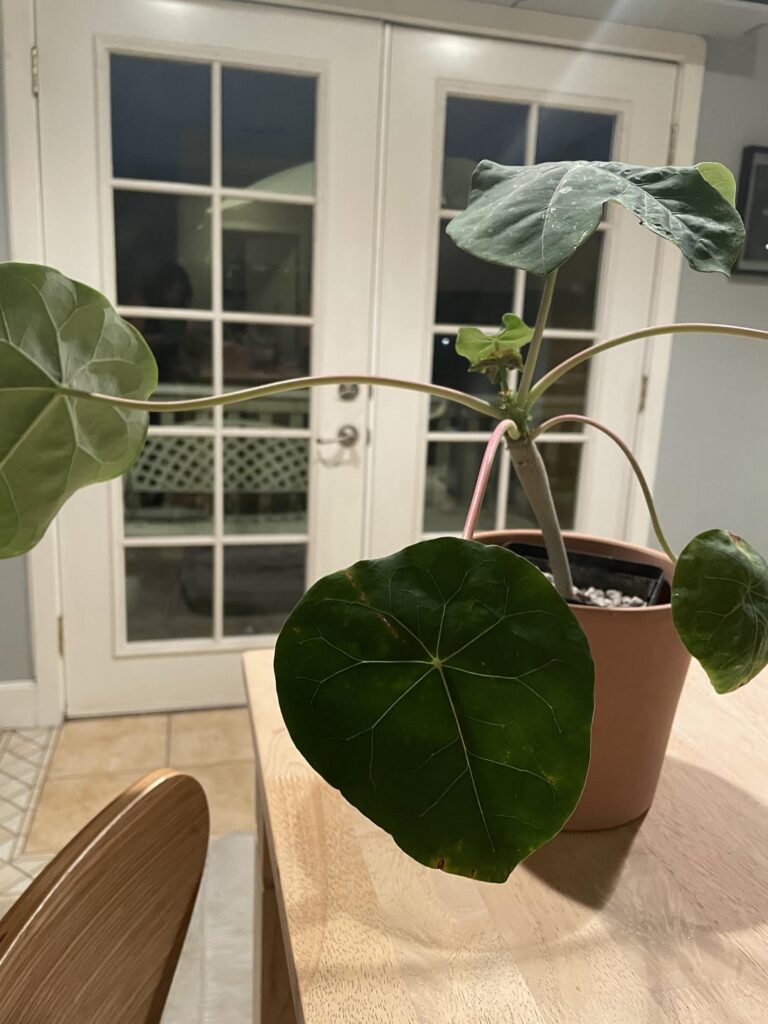 Purchased a jatropha podagrica, should I return it?
