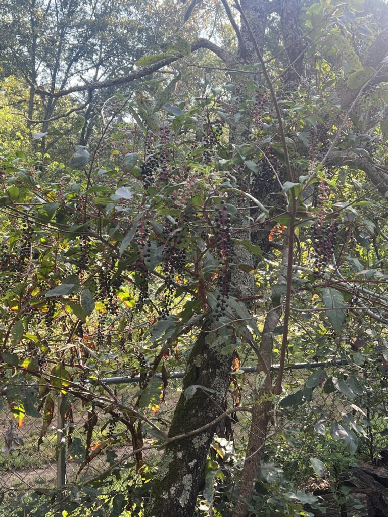 Me and my wife moved here recently and don’t know what this is.